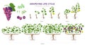 Grapevine growing stages infographic elements in flat design. Planting process of grape 1 - 3 years from seeds, sprout