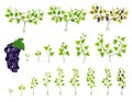 Grapevine Growth Life and Germinate Process Steps Big Vector Set