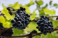 Grapevine with hanging bunches of red grape. Royalty Free Stock Photo