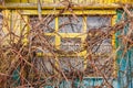 Grapevine has closed a yellow window in a wooden house Royalty Free Stock Photo