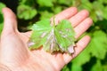 Grapevine infected by mildew grapevine disease. A grape`s leaf with white downy fungal on the underside of the leaf
