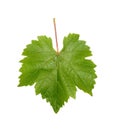 Grapevine Leaf