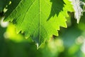 Grapevine leaf detail Royalty Free Stock Photo