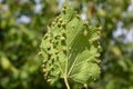 Grapevine leaf infested and affected by Phylloxera grape aphid (Dactylosphaera vitifoliae Royalty Free Stock Photo