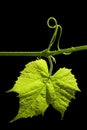 Grapevine leaf isolated on black