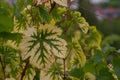 Grapevine leaf with Magnesium deficiency on the blurred background