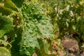 Grapevine leaf mite disease, Erinosis disease, vine leaves close up