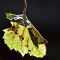 Grapevine Leaf Isolated Black Background