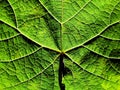 Grapevine leaf texture