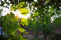 Grapevine leaf in the vineyard, Grape leaves in sunlight close up, sunset in the countryside