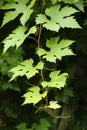 Grapevine leaves