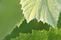 Grapevine leaves - background Royalty Free Stock Photo