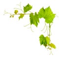 Grapevine leaves border isolated on white Royalty Free Stock Photo