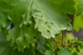 Grapevine leaves with Erinosis, a disease of the mite Colomerus vitis