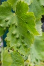 Grapevine leaves with Erinosis, a disease of the mite Colomerus vitis