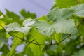 Grapevine leaves with Erinosis, a disease of the mite Colomerus vitis.