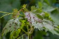 Grapevine leaves with Erinosis, a disease of the mite Colomerus vitis