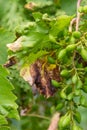 Grapevine leaves with Erinosis, a disease of the mite Colomerus vitis