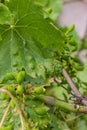 Grapevine leaves with Erinosis, a disease of the mite Colomerus vitis