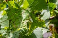 Grapevine leaves with Erinosis, a disease of the mite Colomerus vitis