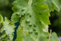 Grapevine leaves with Erinosis, a disease of the mite Colomerus vitis