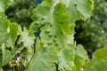 Grapevine leaves with Erinosis, a disease of the mite Colomerus vitis