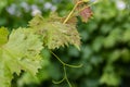 Grapevine leaves with Erinosis, a disease of the mite Colomerus vitis