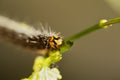 Grapevine Moth Caterpillar Royalty Free Stock Photo