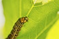 Grapevine Moth Caterpillar Royalty Free Stock Photo