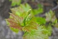 Grapevine starting to grow small grapes