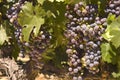 Grapevine in Napa Valley, California Royalty Free Stock Photo