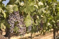 Grapevine in Napa Valley, California Royalty Free Stock Photo