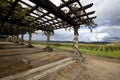 Grapevine Pergola Royalty Free Stock Photo