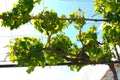 Grapevine pergola Royalty Free Stock Photo