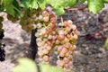 Grapevine with pink grape cluster