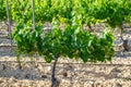 Grapevine plant in vineyard