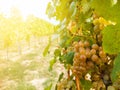 Grapevine plant and ripe bunch of grapes in vineyard