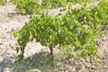 Grapevine propagation. Field of rooted grafts of vine.