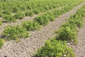 Grapevine propagation. Field of rooted grafts of vine.