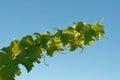 A grapevine reaches for the sky, its tendrils showing against the blue sky Royalty Free Stock Photo