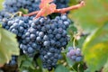 Grapevine with ripe berries on sun rays