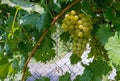 Grapevine and ripe brush of white grapes Royalty Free Stock Photo