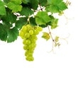 Grapevine with ripe grape cluster