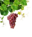 Grapevine with ripe pink grape cluster Royalty Free Stock Photo