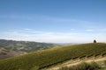 Grapevine rows - Italy