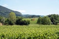 Grapevine rows - Italy, Franciacorta