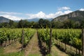 Grapevine rows - Italy, Franciacorta Royalty Free Stock Photo