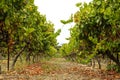 Grapevine rows vineyard