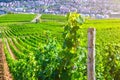 Grapevine rows in vineyards green fields landscape with grape trellis on hills in river Rhine Valley Royalty Free Stock Photo