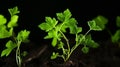 Grapevine seedlings showcasing young and promising grape clusters